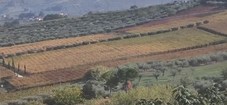 Ricambio generazionale in aziende agricole, 13 milioni a giovani