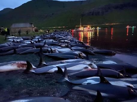 Guerra in Ucraina: è anche strage di delfini nel Mar Nero